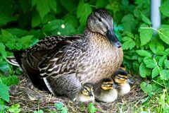 Stockenten im Garten