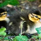 Stockenten im Garten..