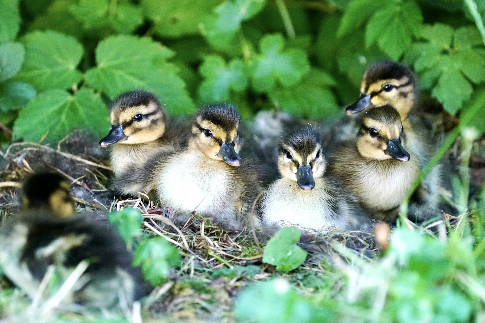 Stockenten im Garten