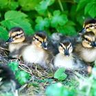 Stockenten im Garten