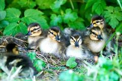 Stockenten im Garten