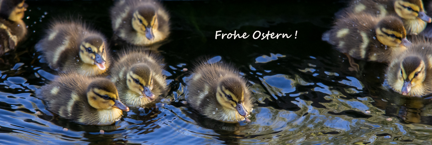 Stockenten im Koiteich 