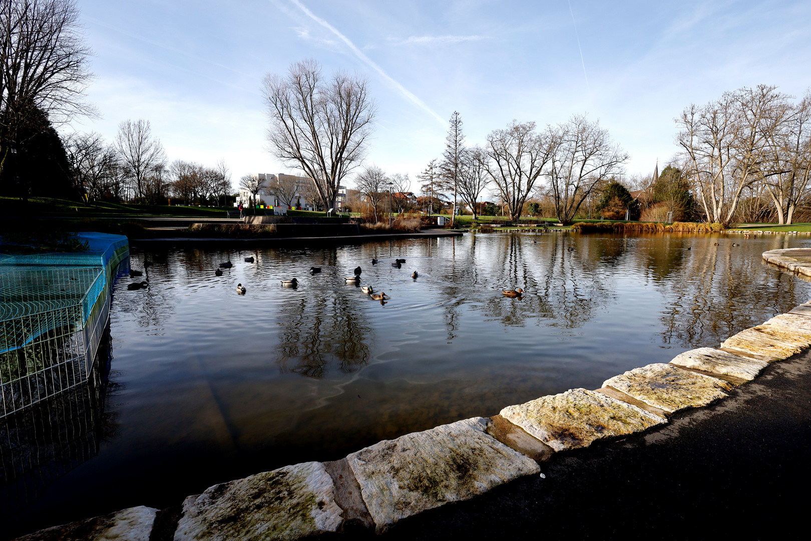 Stockenten im Kursee