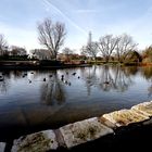 Stockenten im Kursee