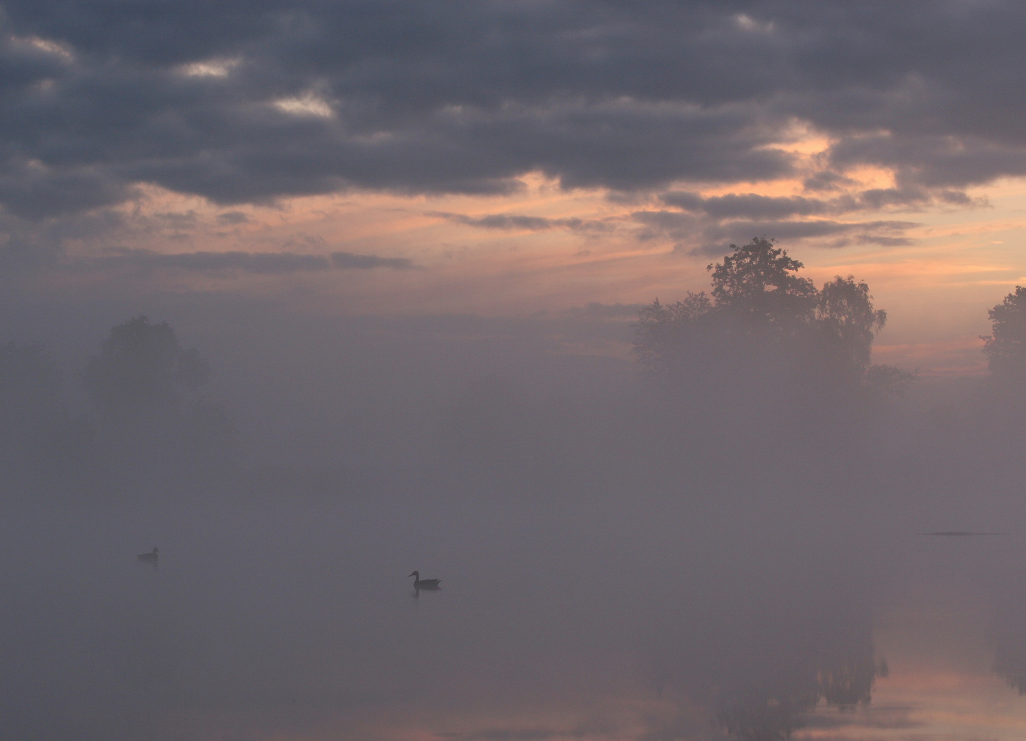 Stockenten im Morgennebel