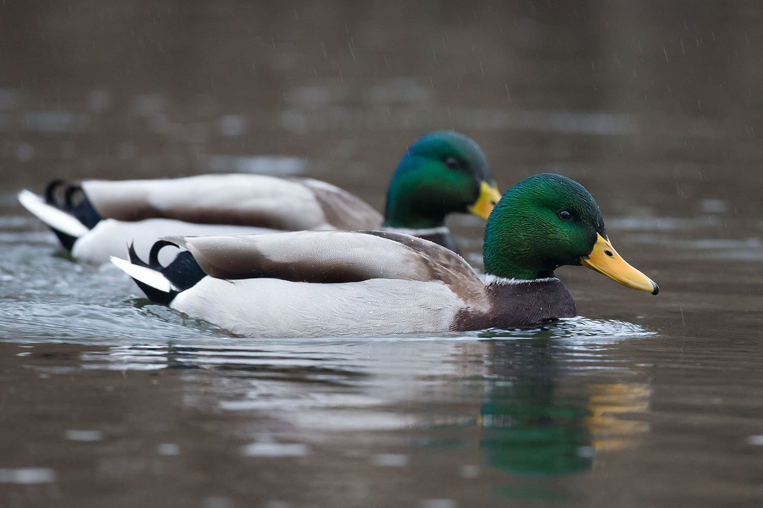 Stockenten im Regen