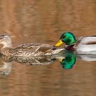 Stockenten im ruhigen Fahrwasser 