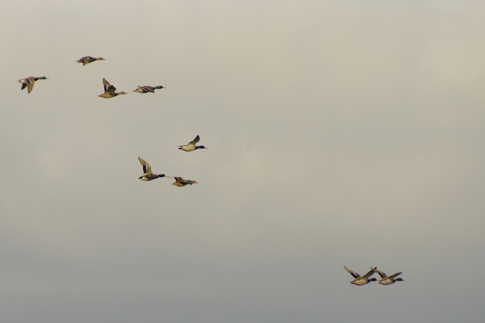 Stockenten im Überflug