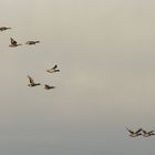 Stockenten im Überflug