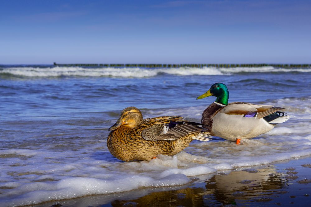 Stockenten im Urlaub