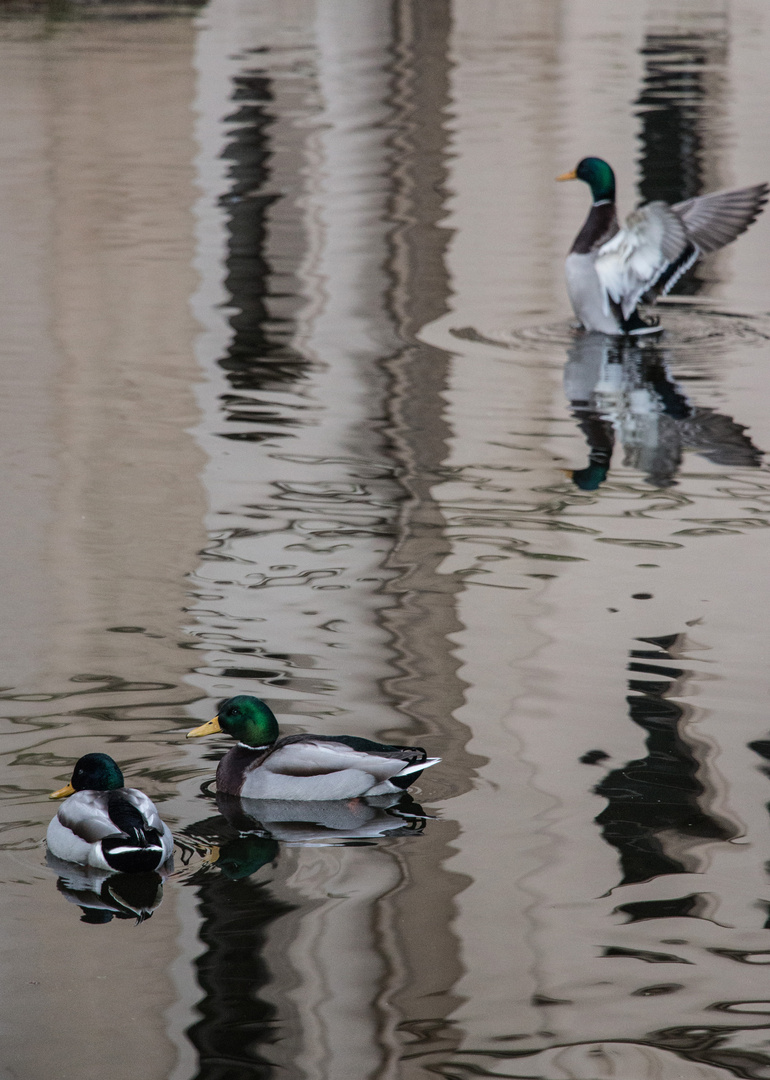 Stockenten im Wasser (3)