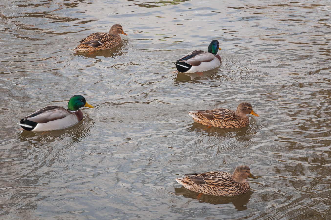 Stockenten in Formation