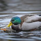 Stockenten - Intimitäten