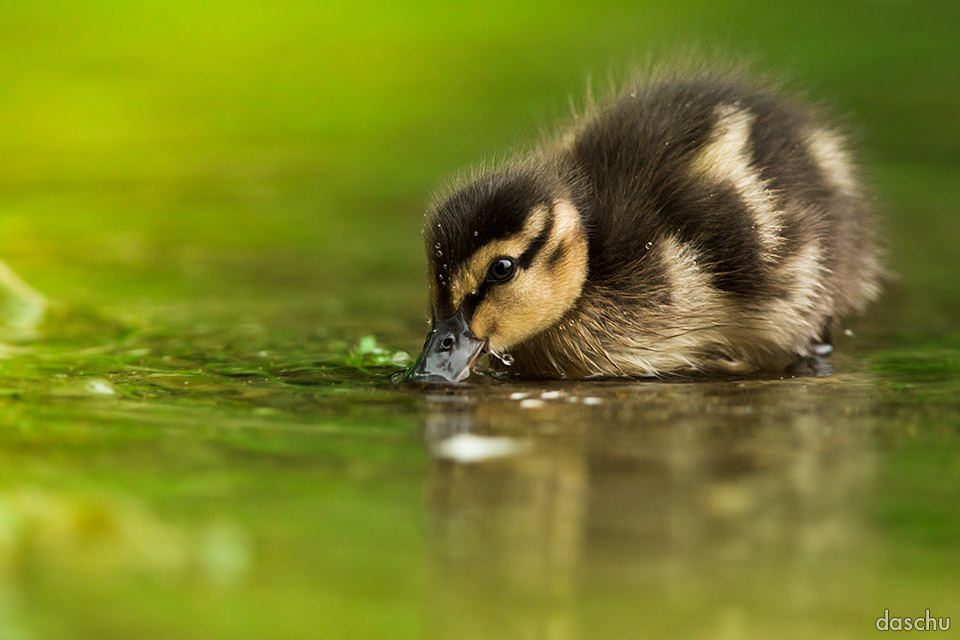 Stockenten-Küken beim Baden