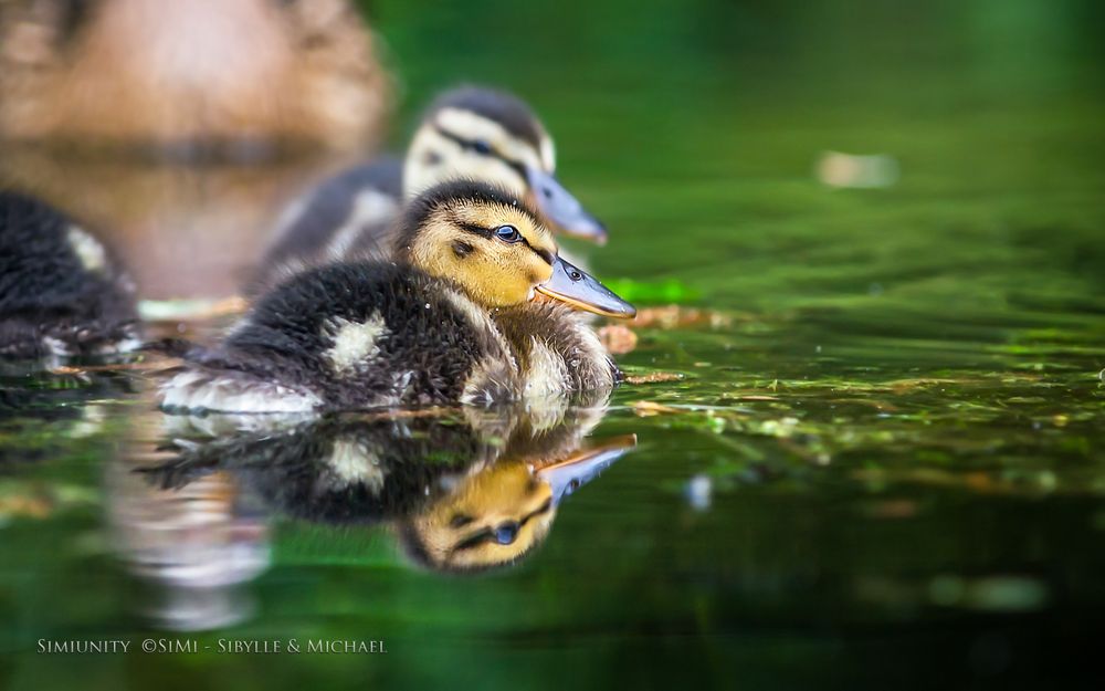 Stockenten Küken - Crop