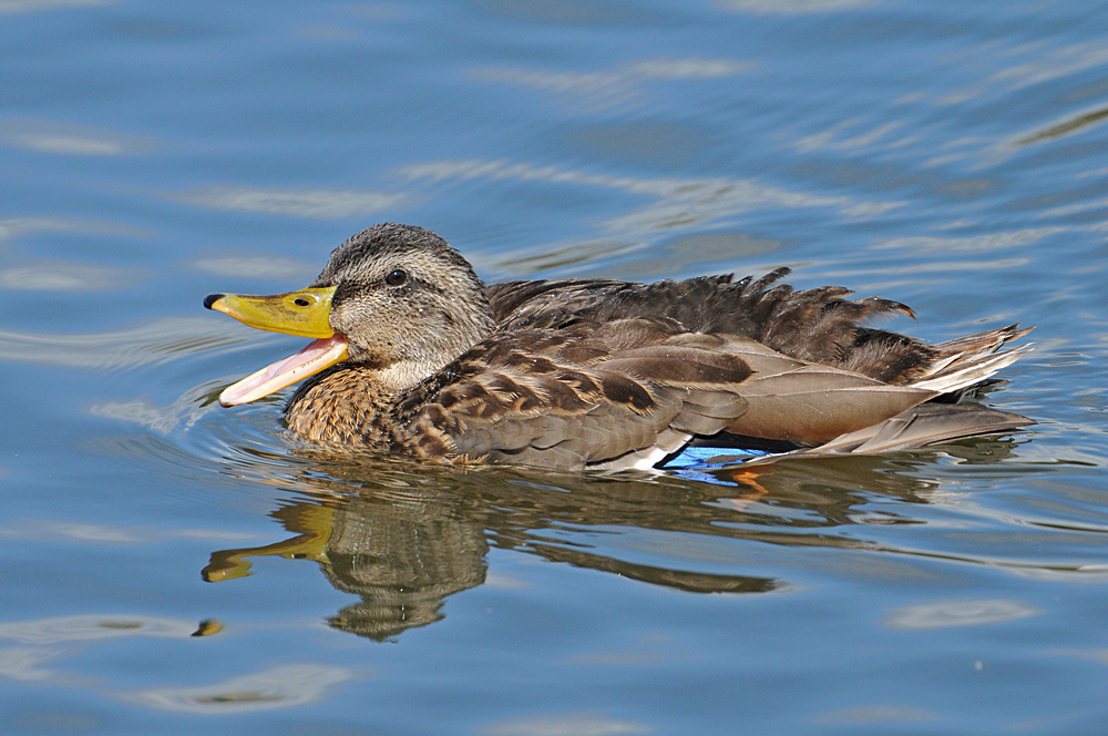 Stockenten – Langeweile im Main