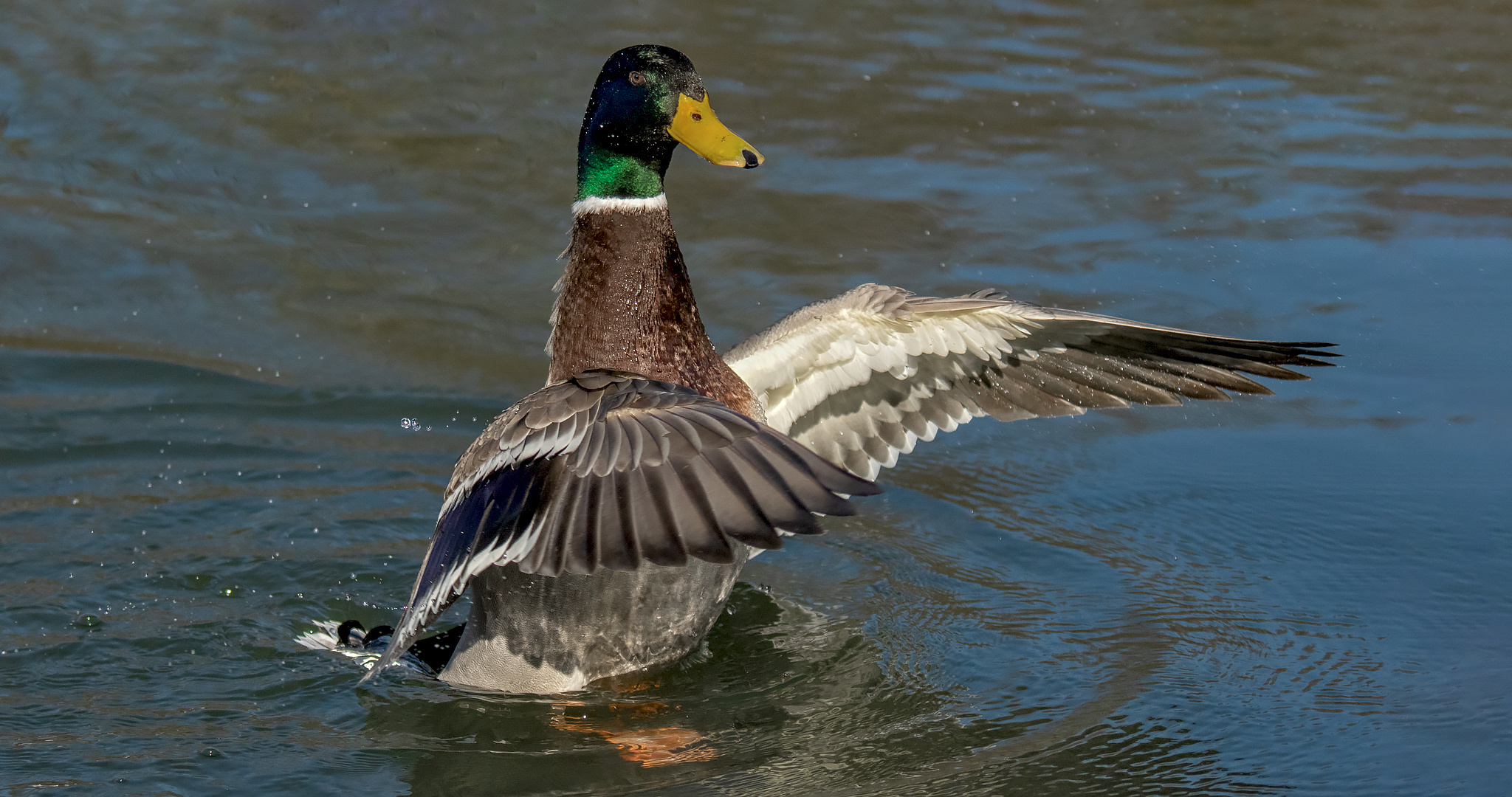 Stockenten Männchen 002