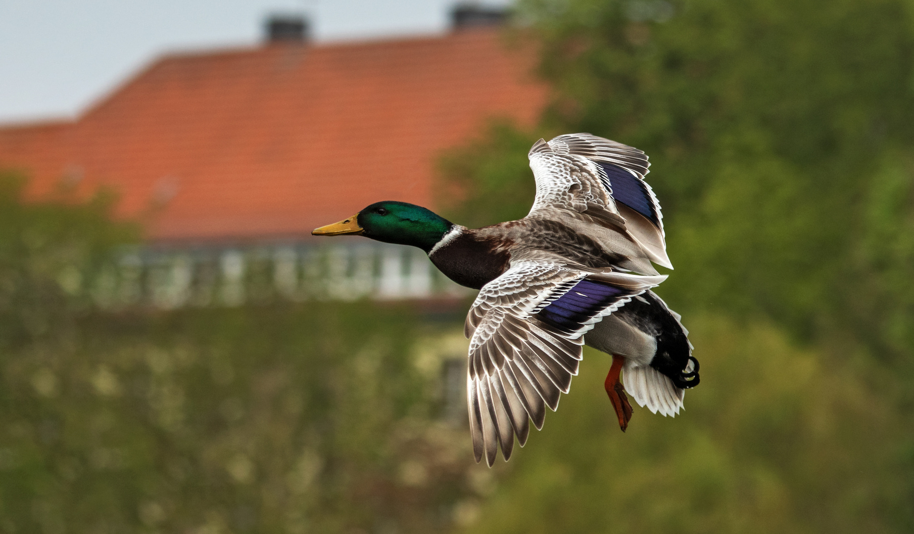 Stockenten-Männchen 004a