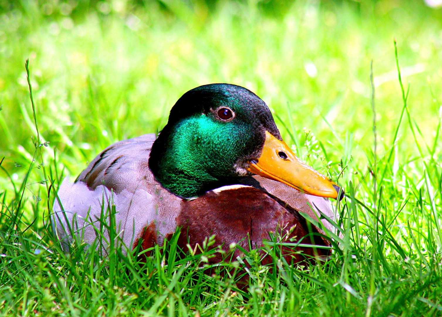 Stockenten Männchen 