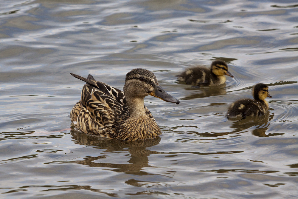 Stockenten Mama