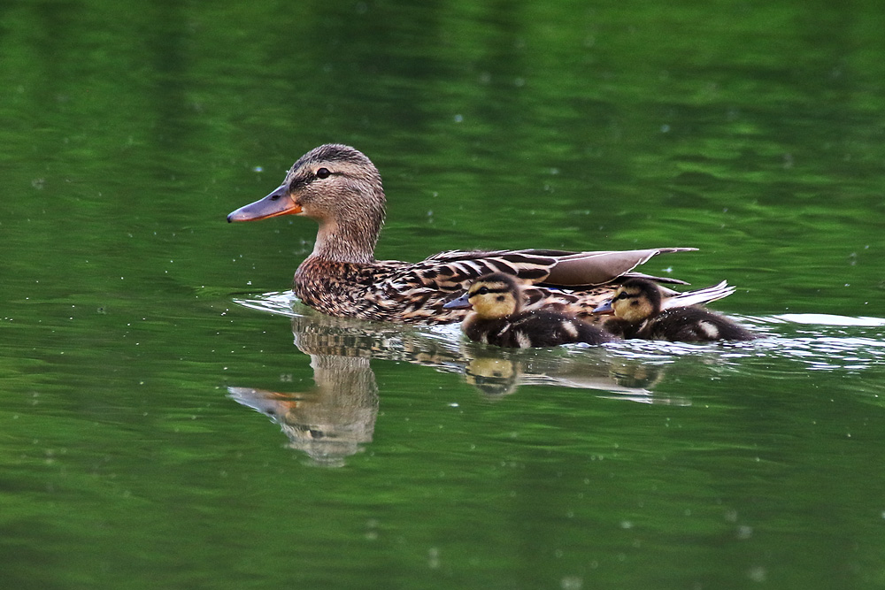 Stockenten-Mama mit ihren zwei Küken