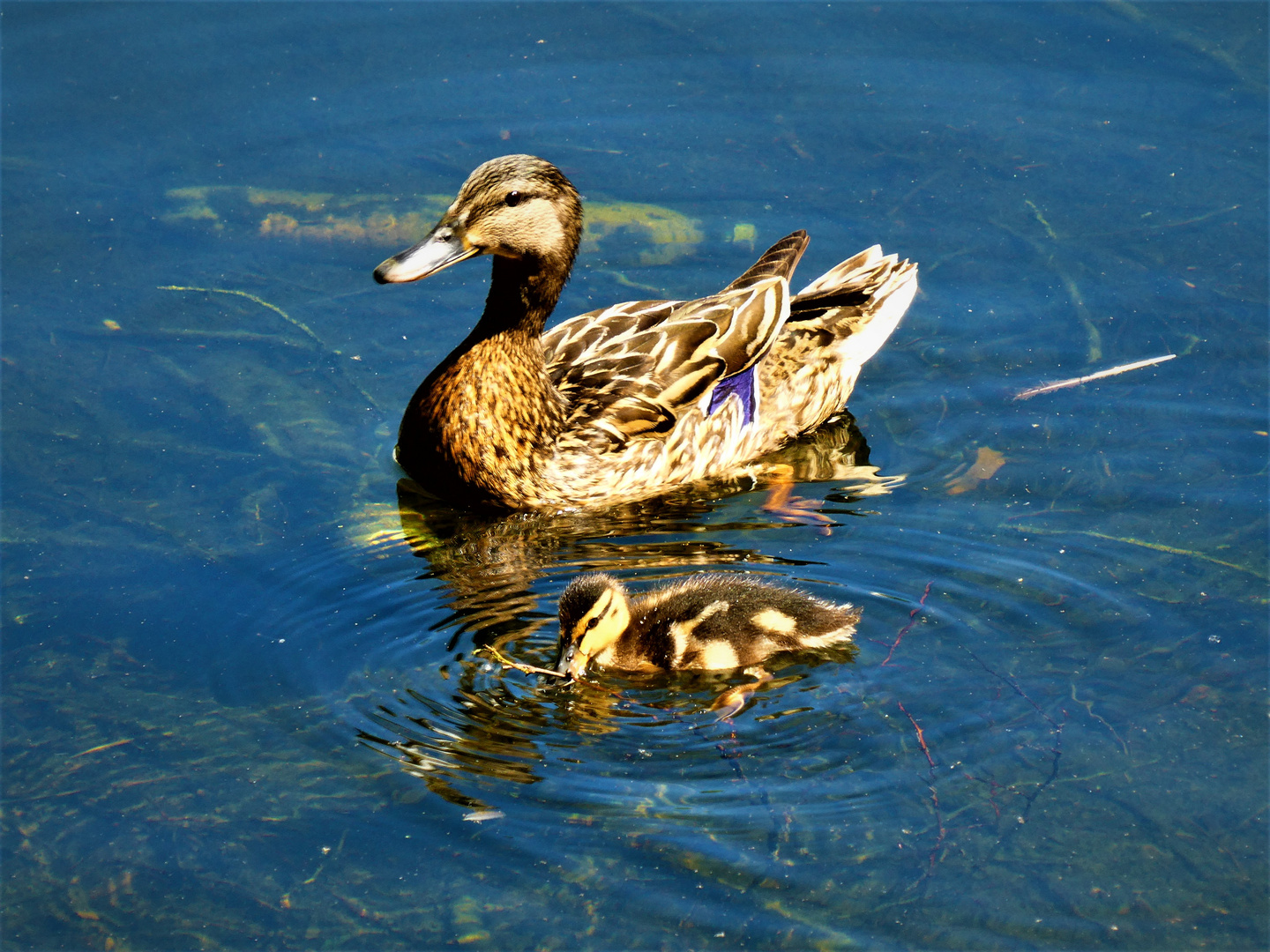 Stockenten (Mama mit Kind)