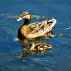 Stockenten (Mama mit Kind)