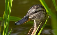 Stockenten-Mamas wachsamer Blick