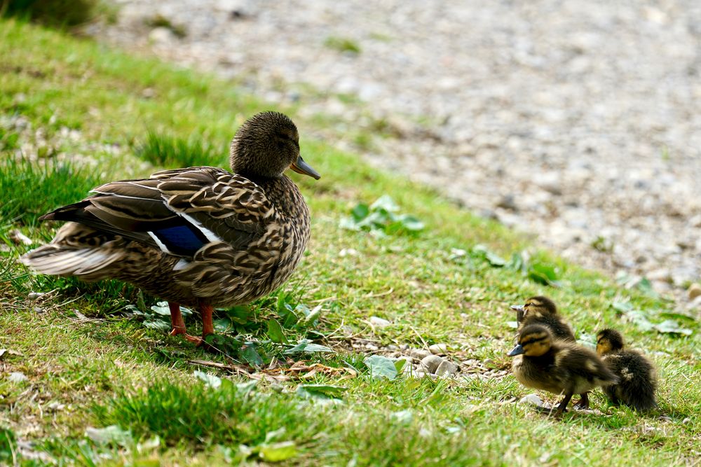 Stockenten Nachwuchs 