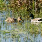 Stockenten Naturschutzgebiet Bickenbach 2020