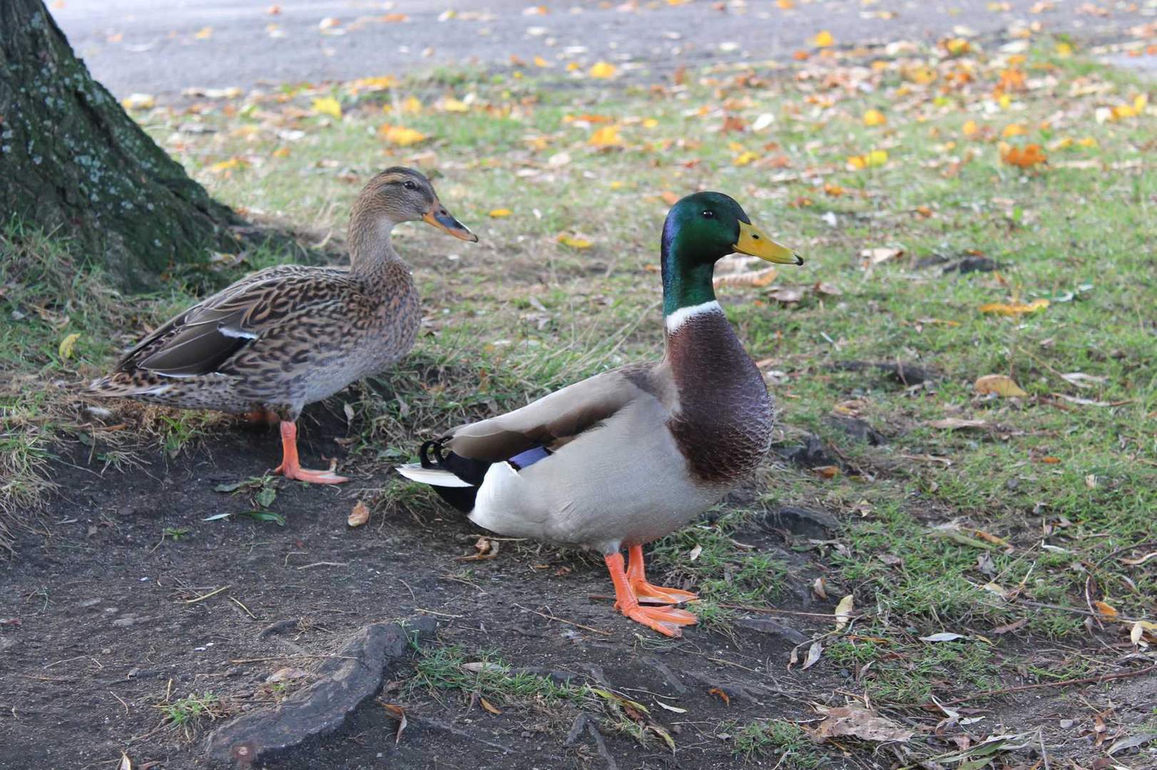 Stockenten-Paar