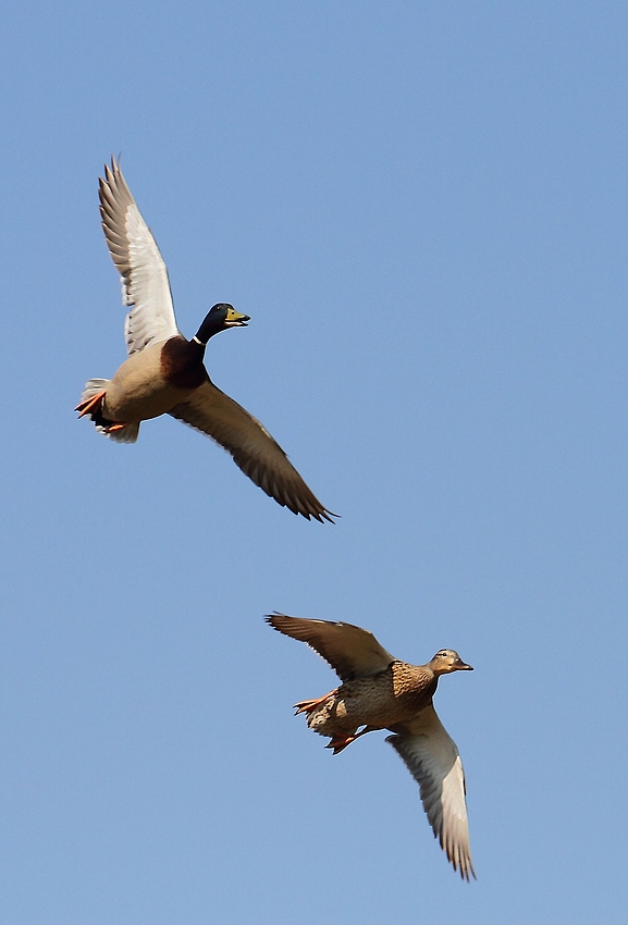 Stockenten Paar im Fluge