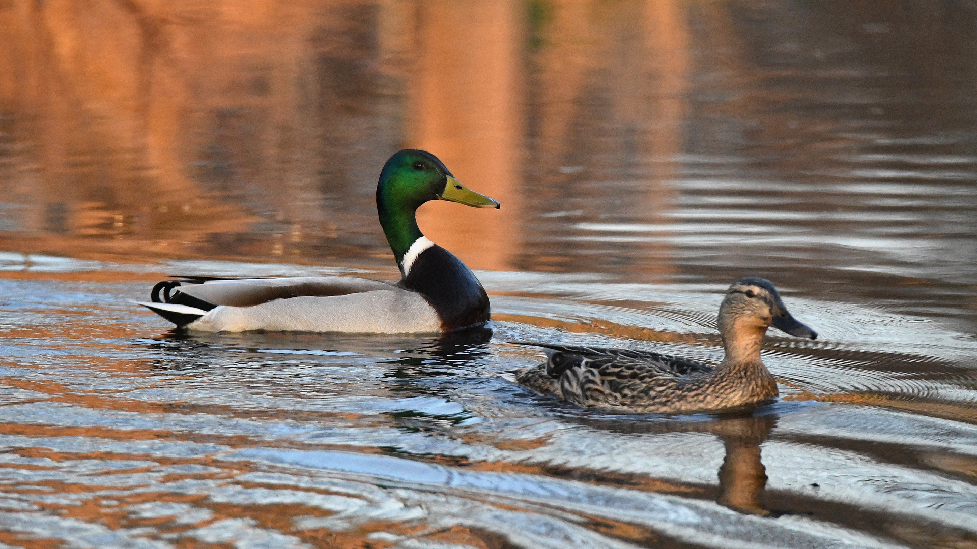 Stockenten Paar im Frühling