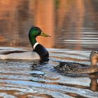 Stockenten Paar im Frühling