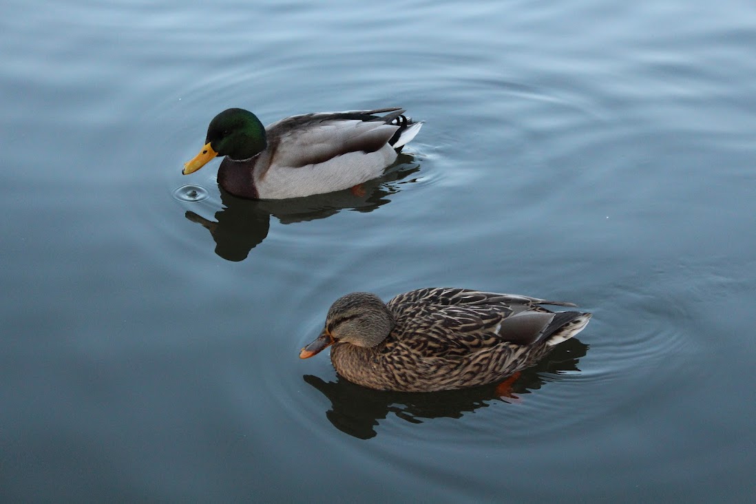 Stockenten Pärchen