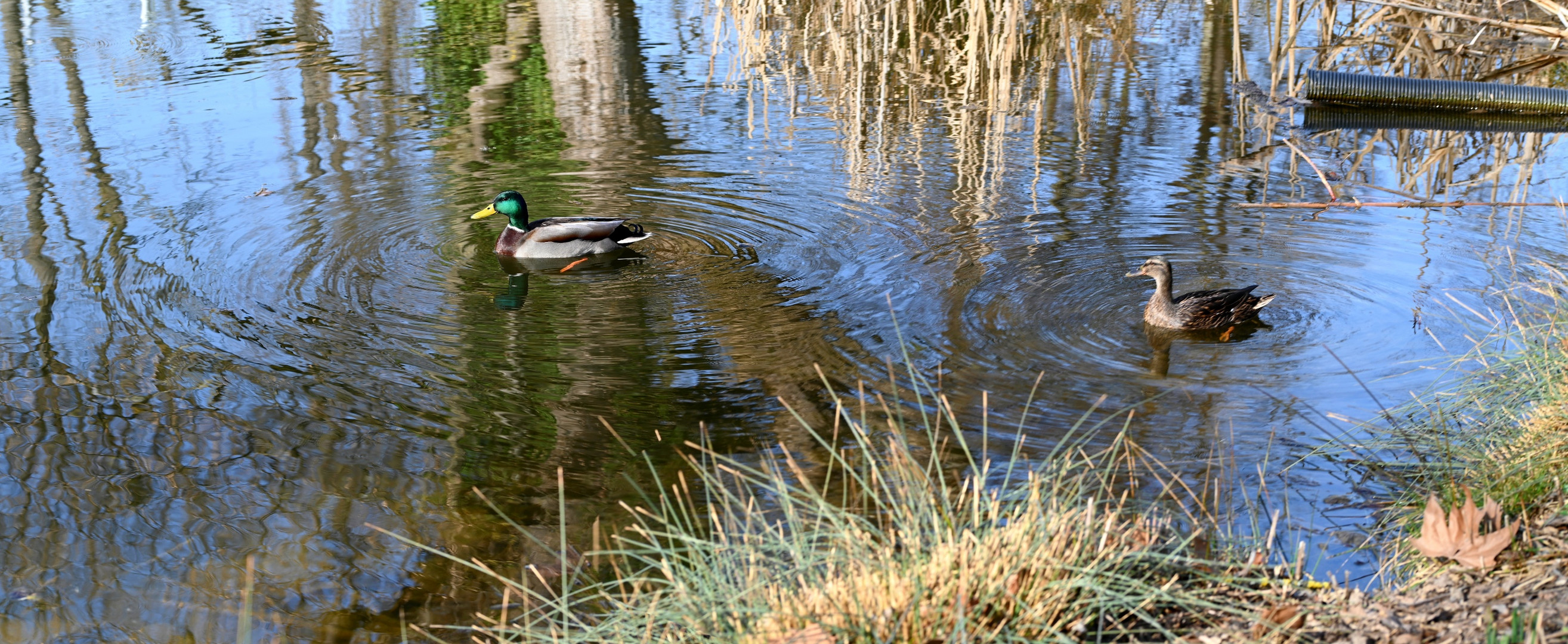 Stockenten Pärchen im See