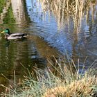 Stockenten Pärchen im See