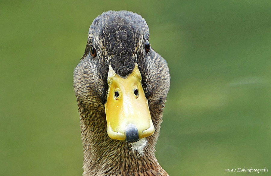 Stockenten Portrait