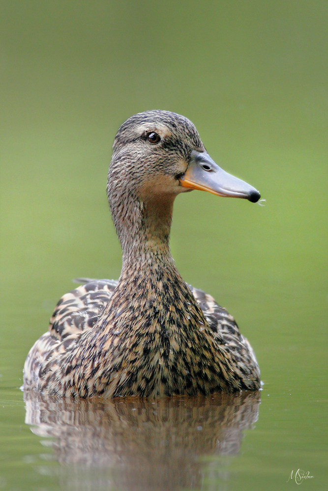 Stockenten Portrait