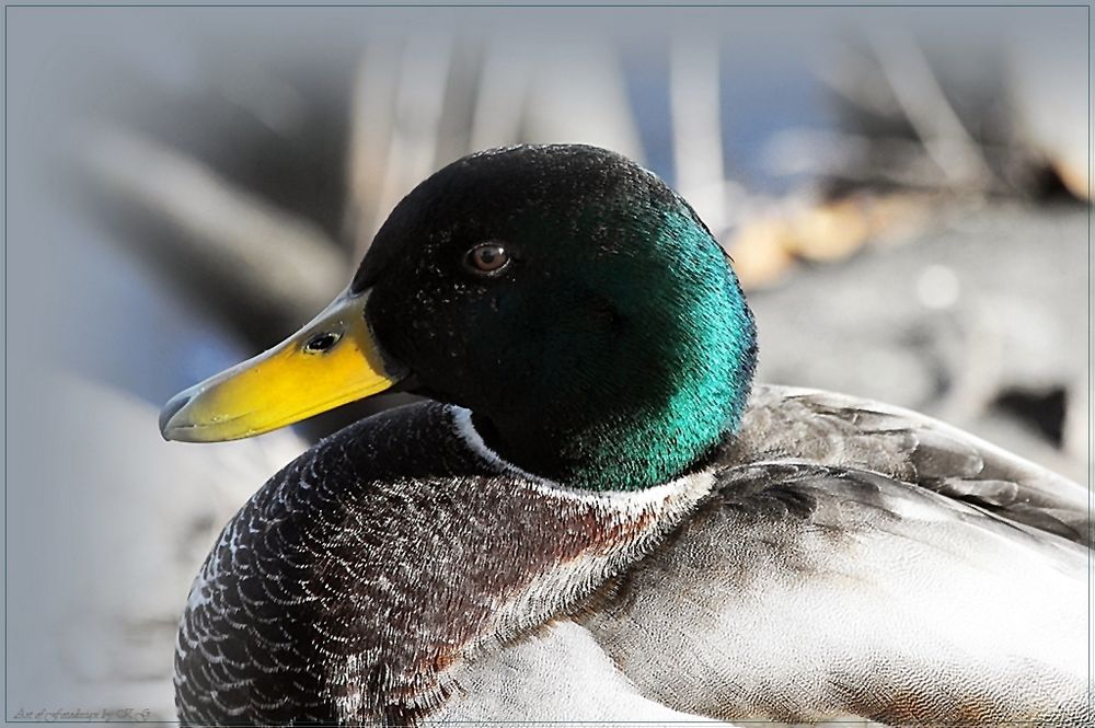 Stockenten-Portrait