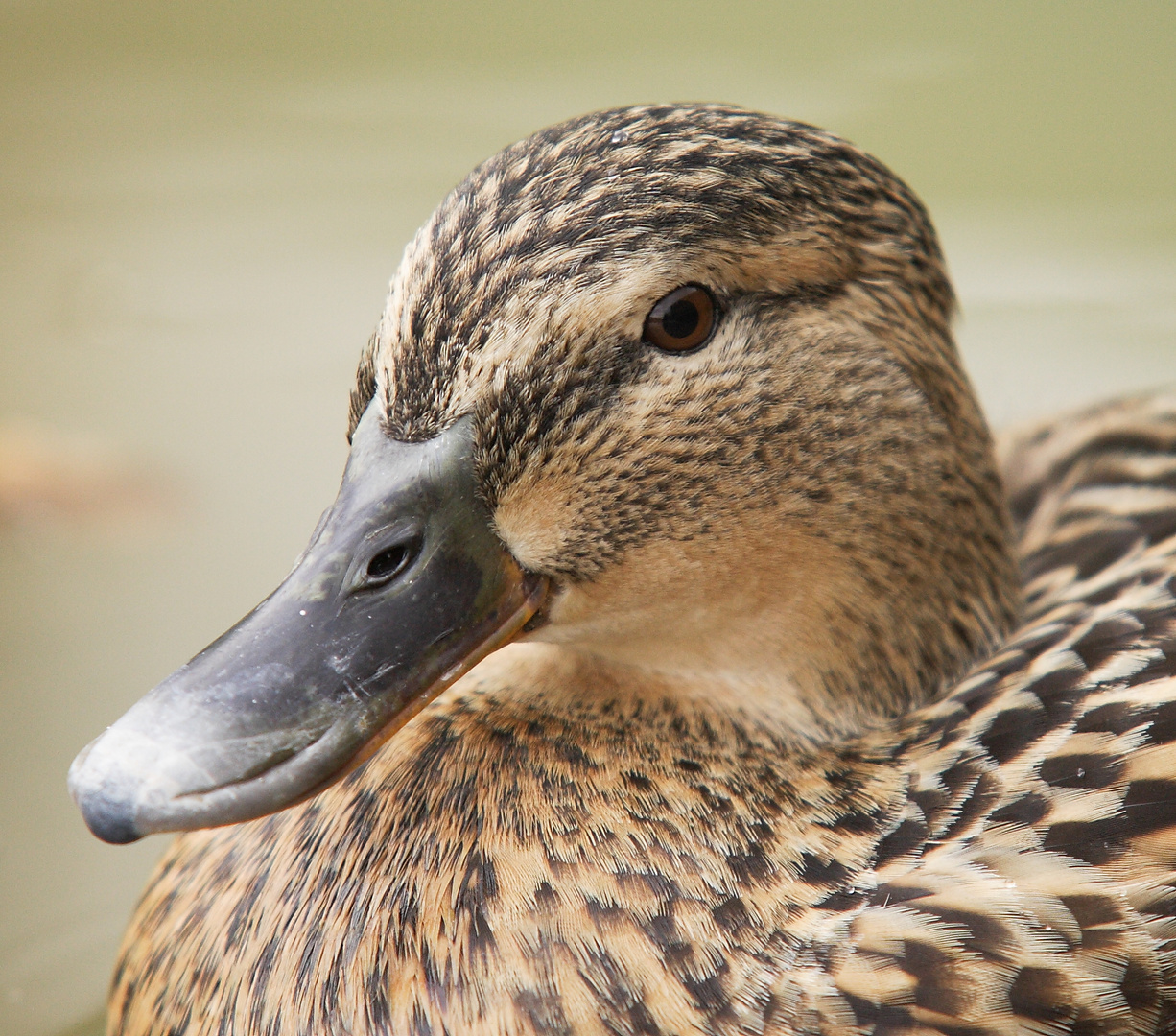 Stockenten-Portrait