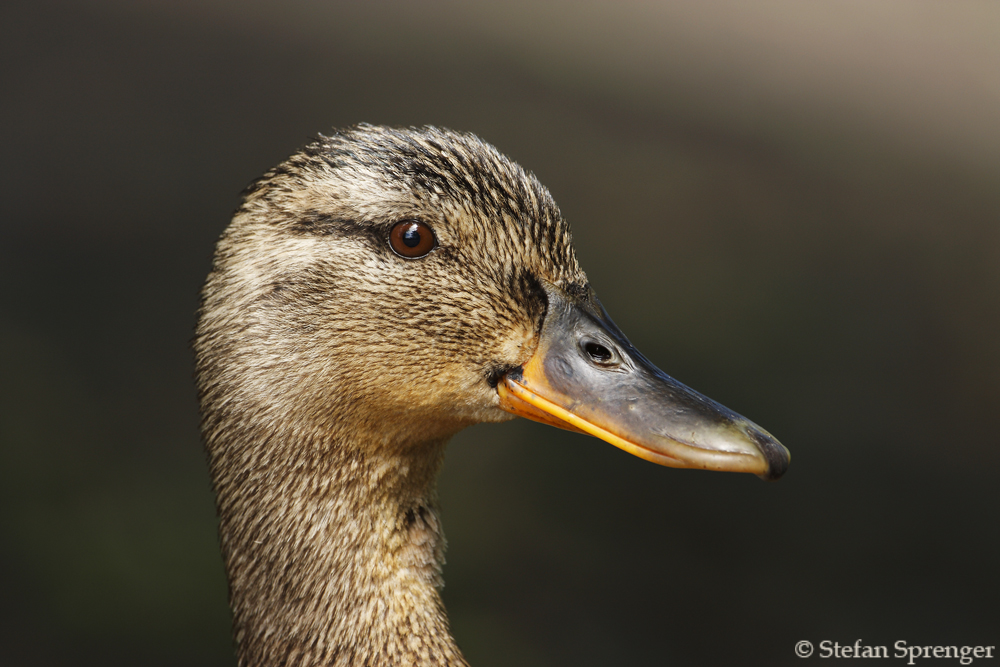 Stockenten Portrait