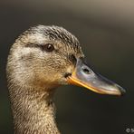 Stockenten Portrait