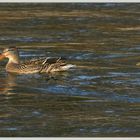 Stockenten Reuss 2017-02-11 161 ©