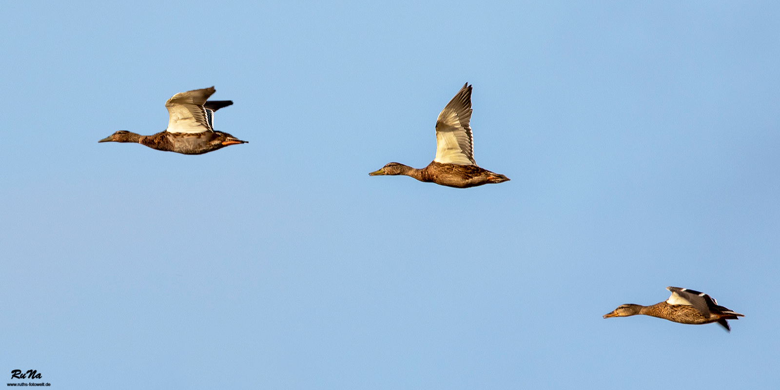 Stockenten-Rückflug