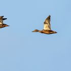 Stockenten-Rückflug