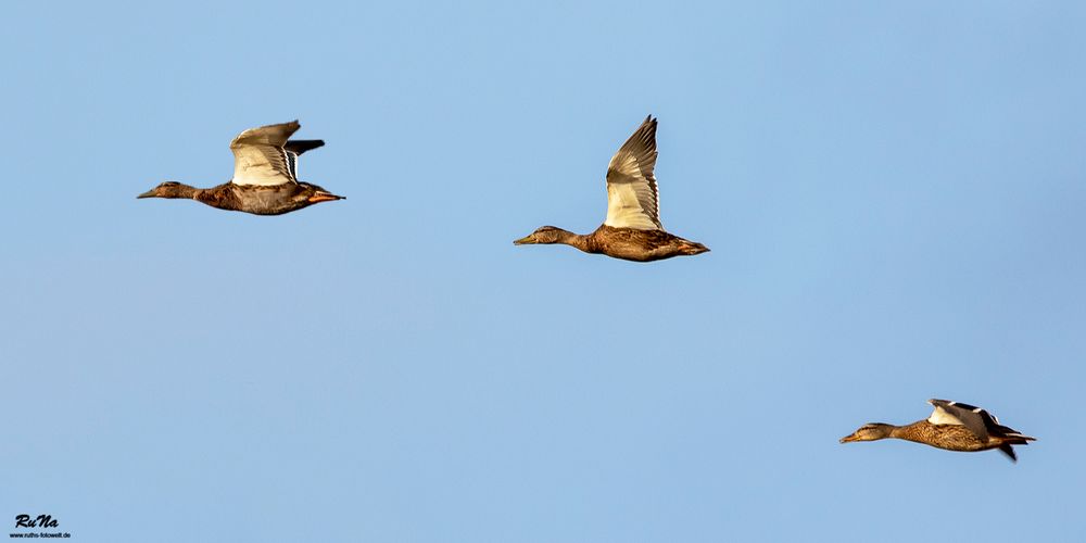 Stockenten-Rückflug