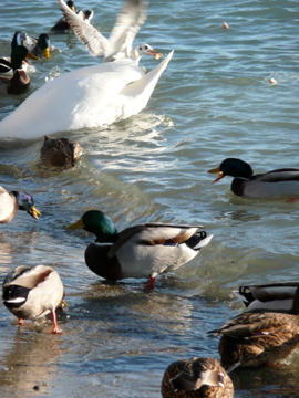 Stockenten, Schwan und Lachmöve