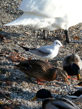 Stockenten, Schwan und Lachmöve