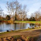 Stockenten-Sonnenbad Ende Dezember